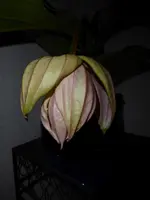 P1020258.webp