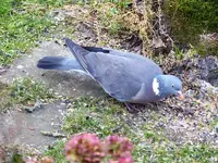 Taube unten.webp