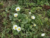 c038.webp