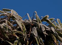 Bambus_Frost_upwards_900.webp