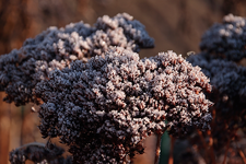 Fetthenne_Frost_braun_weiss_silber_900.webp