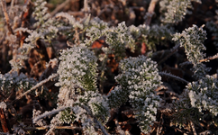 Geranium_befroren_frozen_900.webp