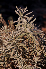 Lavendel_Frost_800.webp
