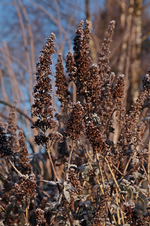 Sommerflieder_Winter_Frost_800.webp