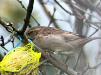 Spatz.webp