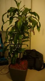 photo5956398291660942052.webp