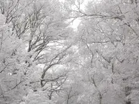 Schneezauber.webp Schneezauber.webp