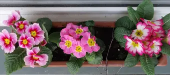 fürOpitzel2018 (2).webp