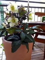 P1030134(1).webp