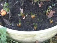 BILD8767.webp