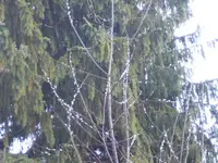 BILD8764.webp