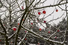 Apfel.webp Apfel.webp