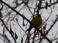 P1020456.webp