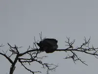 P1020450.webp