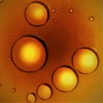 2018orange01.webp