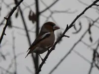 P1020569.webp