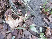 P1020254krokus.jpg