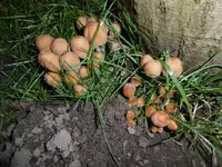 P1020252Pilze.jpg