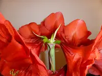 P1080588.webp