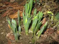 ostergl_1024x768.webp