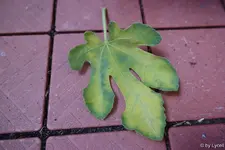 c003.jpg