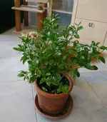 Zitrone Sprenkel (3).webp