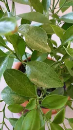 Zitrone Sprenkel (2).webp