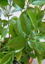 Zitrone Sprenkel (4).webp