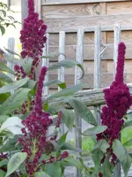 image001.webp