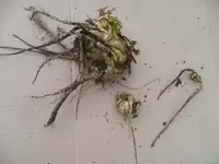 Pastinake 2017.jpg