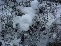 BILD8799.webp