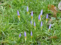 aP1080595.webp