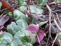 aP1080602.webp