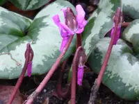 aP1080603.webp