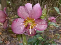 aP1080606Ice N'Roses Early Rose.webp