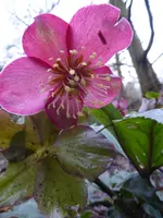 aP1080607Ice N'Roses Early Rose.webp