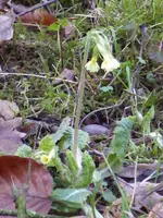 aP1080612hohe Schlüsselblume.webp