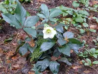 aP1080613Ice N'Roses White.webp