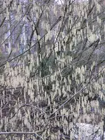 aP1080636.webp