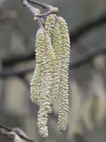 aP1080637.webp