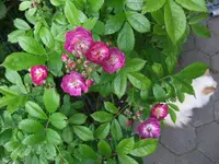 065.webp
