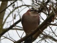 P1020844.webp