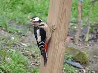 P1030460.webp