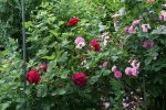 Rose Alfred Colomb0117.jpg