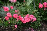 Rose Bad Birnbach0117.jpg