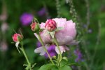 Rose Charles Renee Mackintosh0316.jpg