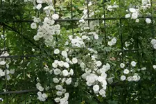 Rose Cilli-Rose0717.jpg
