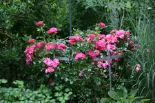Rose Heidetraum0417.webp