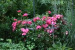 Rose Heidetraum0417.jpg