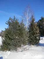 P1240539.webp